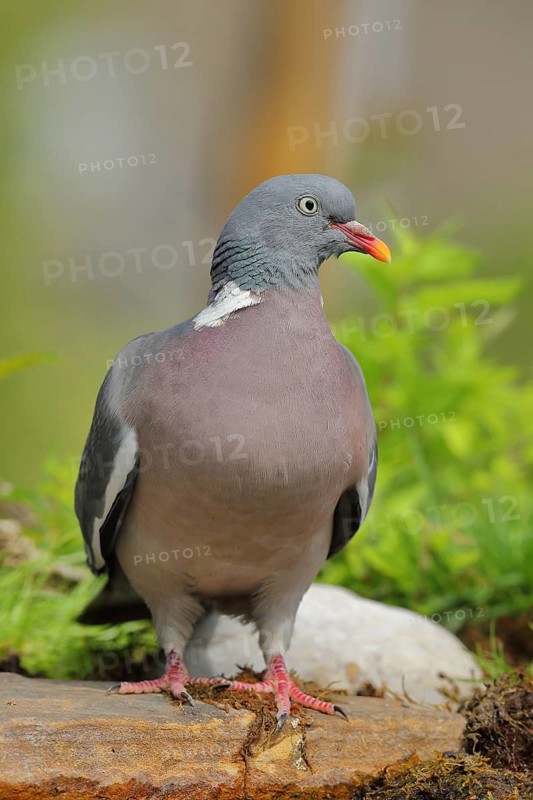 Common wood pigeon (Columba palumbus), standing on a stone, Wilden, North Rhine-Westphalia, Germany