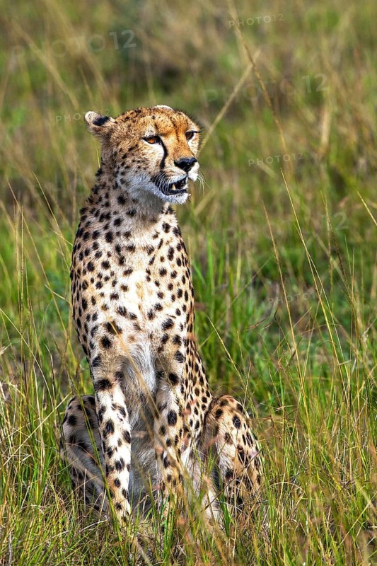 Cheetah (Acinonyx jubatus), Masai Mara National Park, Kenya