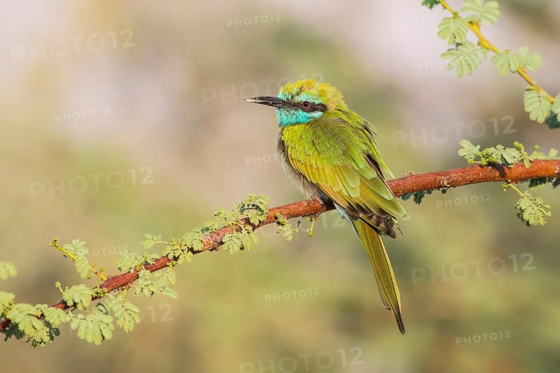 Green Bee-eater (Merops orientalis), Eilat, Israel
