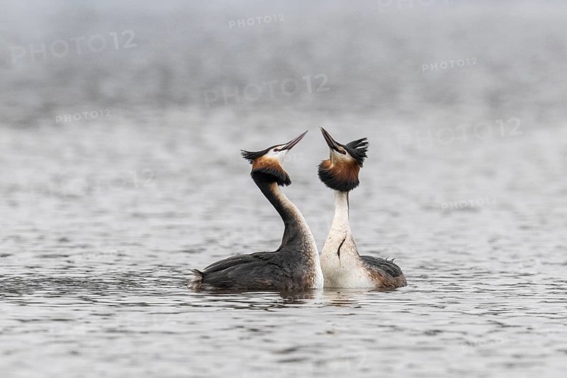 Great Crested Grebe (Podiceps Scalloped ribbonfish), courtship display, Emsland, Lower Saxony, Germany