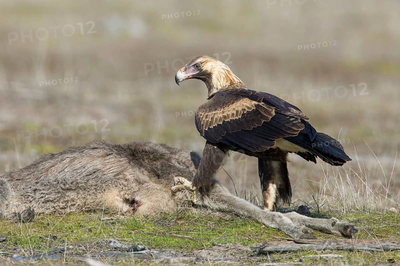 Wedge-tailed Eagle (Aquila audax) young bird on the carcass of a Eastern grey kangaroo (Macropus giganteus), Victoria, Australia
