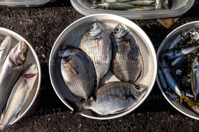 Istanbul, Turkey. 11th January 2010 Fish caught by fishermen on the Galata Bridge, Istanbul, Turkey