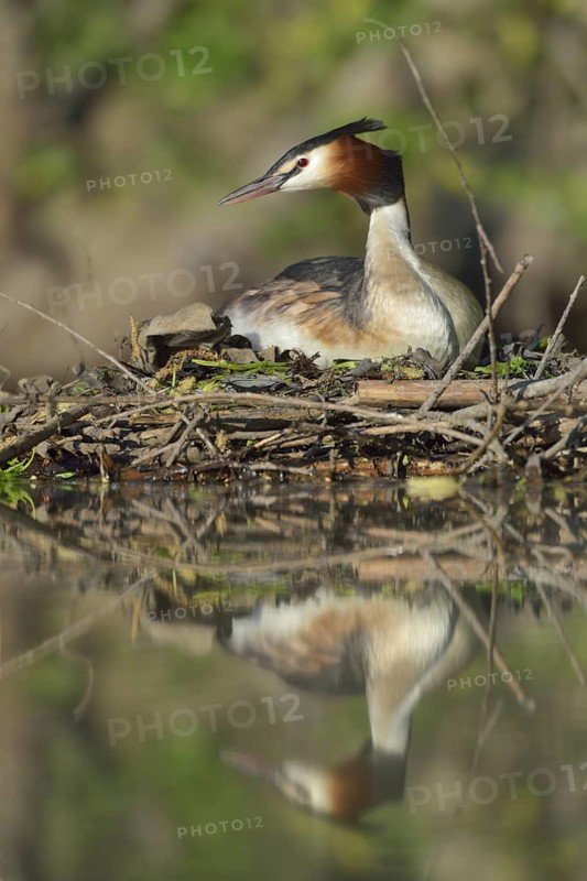 Great Crested Grebe (Podiceps cristatus) on nest, North Rhine-Westphalia, Germany