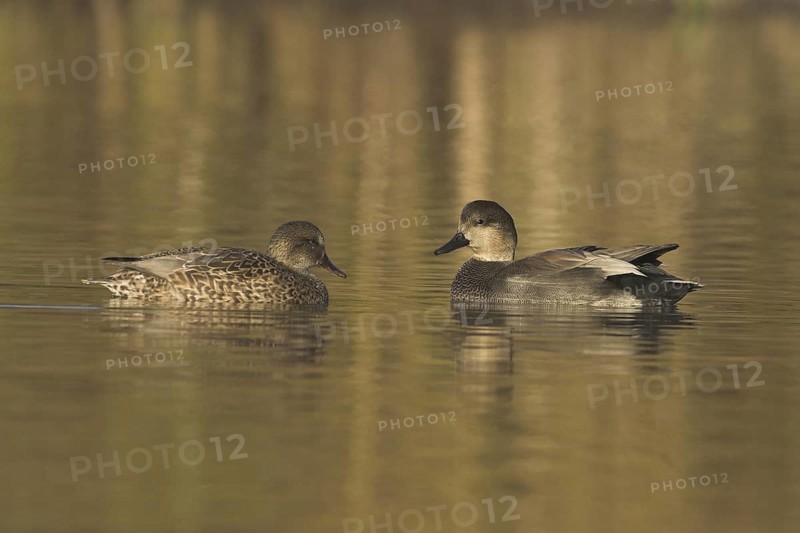 Gadwall (Mareca strepera), Ontario, Canada