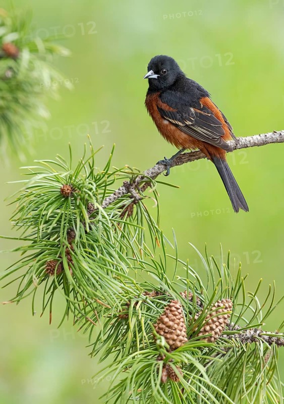 Orchard Oriole (Icterus spurius) male, Texas, USA