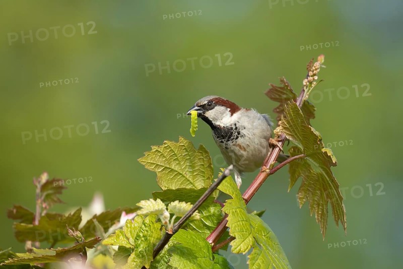 House sparrow (Passer domesticus) adult male garden bird with a caterpillar for food in its beak on a Grape vine in spring, Suffolk, England, United Kingdom