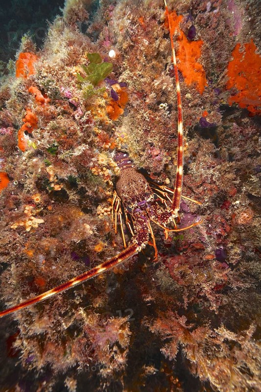 European spiny crayfish (Palinurus elephas)