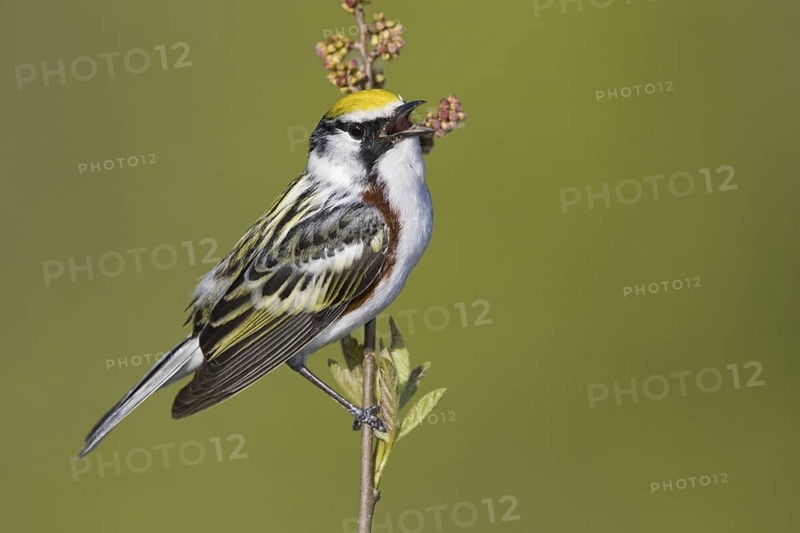 Chestnut-sided Warbler (Setophaga pensylvanica) singing, Ontario, Canada