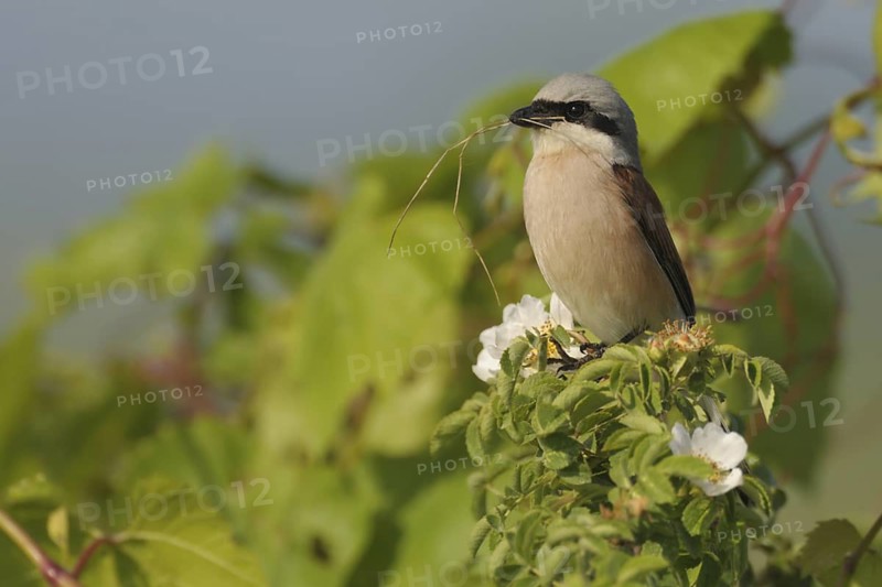 Red-backed Shrike (Lanius collurio) male, North Rhine-Westphalia, Germany