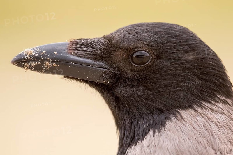 Hooded Crow (Corvus cornix), Romania