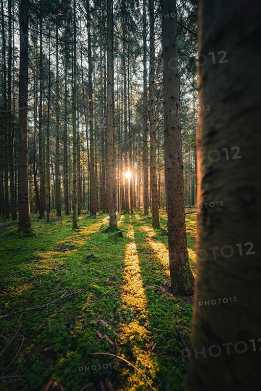 Gentle light floods the moss-covered forest floor and creates a calming experience of nature, Unterhaugstett, Black Forest, Calw district, Germany