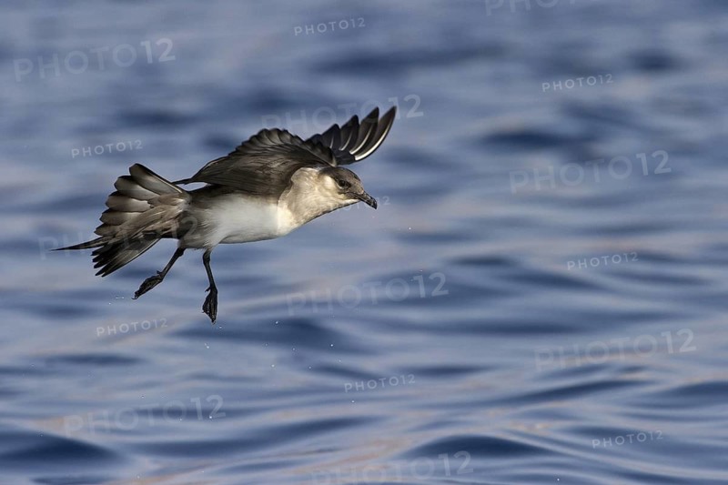 Parasitic Jaeger (Stercorarius parasiticus) flying, Eilat, Israel