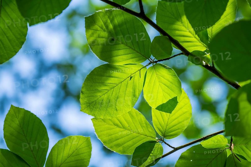 European beech (Fagus sylvatica) leafes against the blue sky in early summer near Regensburg, Upper Palatinate, Bavaria, Germany
