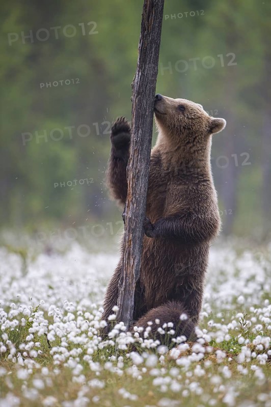 Eurasian Brown Bear (Ursus arctos) male standing on tree trunk in white cottongrass, Finland