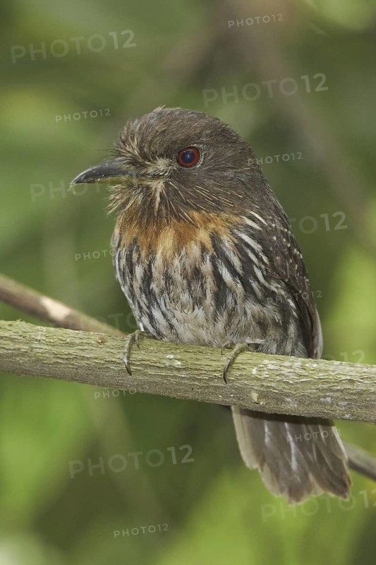 White-whiskered Puffbird (Malacoptila panamensis), Costa Rica