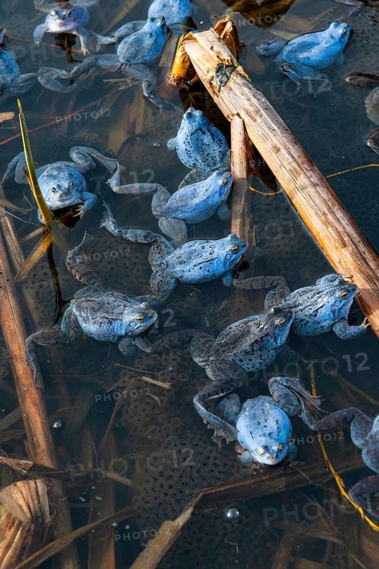 Blue moor frog (Rana arvalis) mating in the moor, Goldenstedter Moor, Lower Saxony, Germany