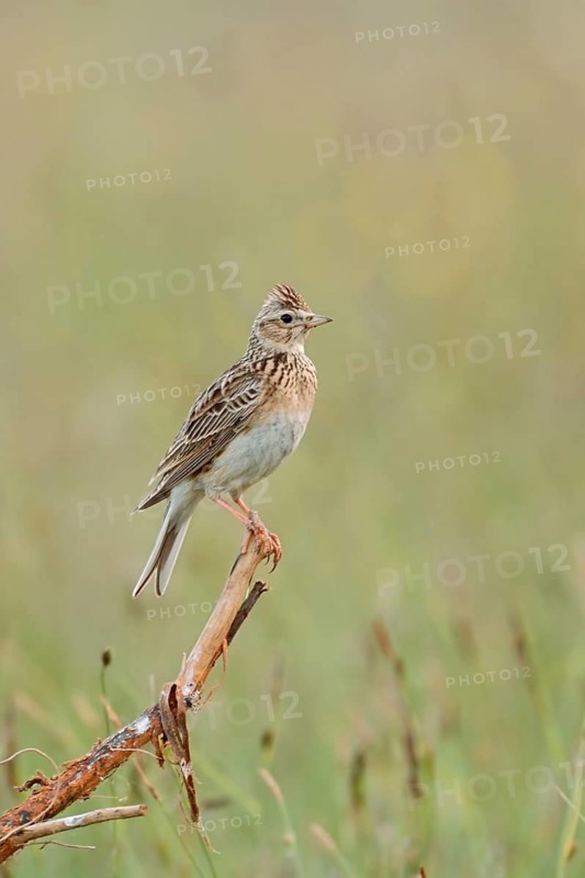 Eurasian Skylark (Alauda arvensis) perched on dried branch in field, Austria