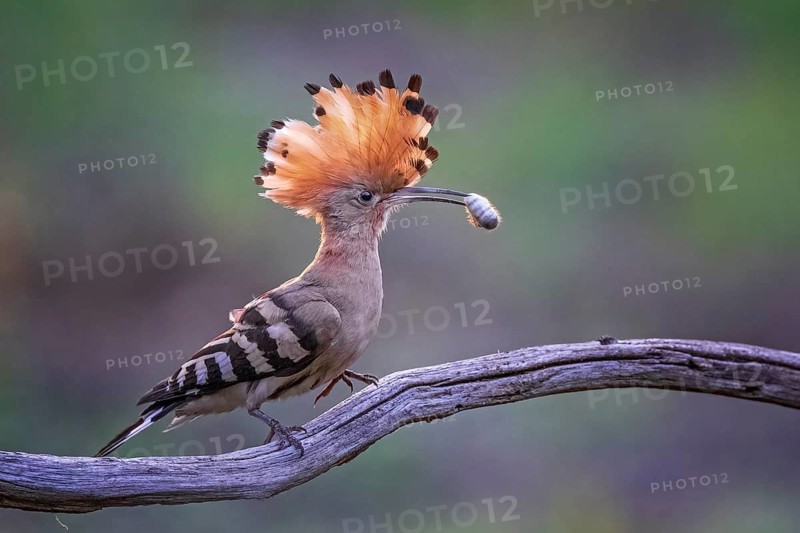 Eurasian Hoopoe (Upupa epops) with food in its beak, Saxony, Germany