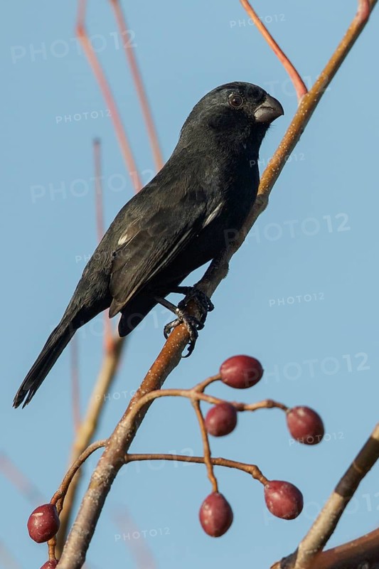Cuban Bullfinch (Melopyrrha nigra) perched on a branch in Cuba