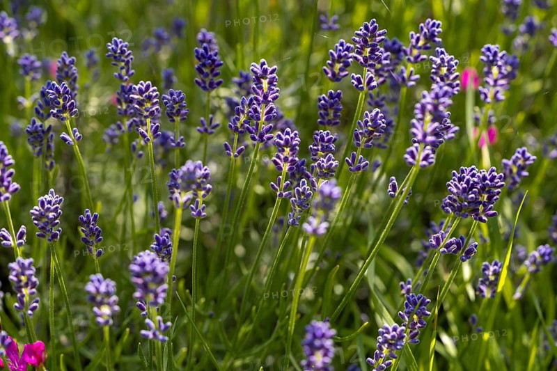 A vibrant spring garden filled with blooming lavender flowers. The purple blossoms stand tall against lush green foliage, capturing the essence of nature's beauty