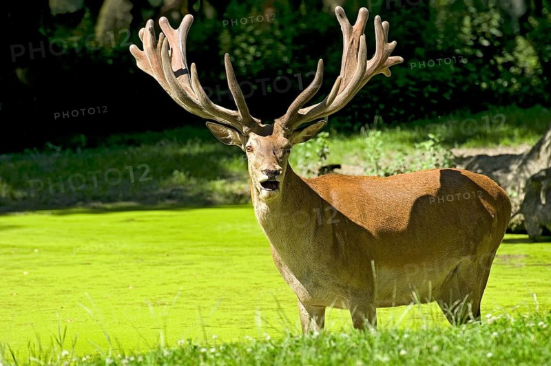 Capital red deer (Cervus elaphus) with magnificent unswept antlers, in bast, bellowing in muddy pond with green duckweed (Lemna), duckweed, in the forest, Poing Wildlife Park, Upper Bavaria, Bavaria, Germany