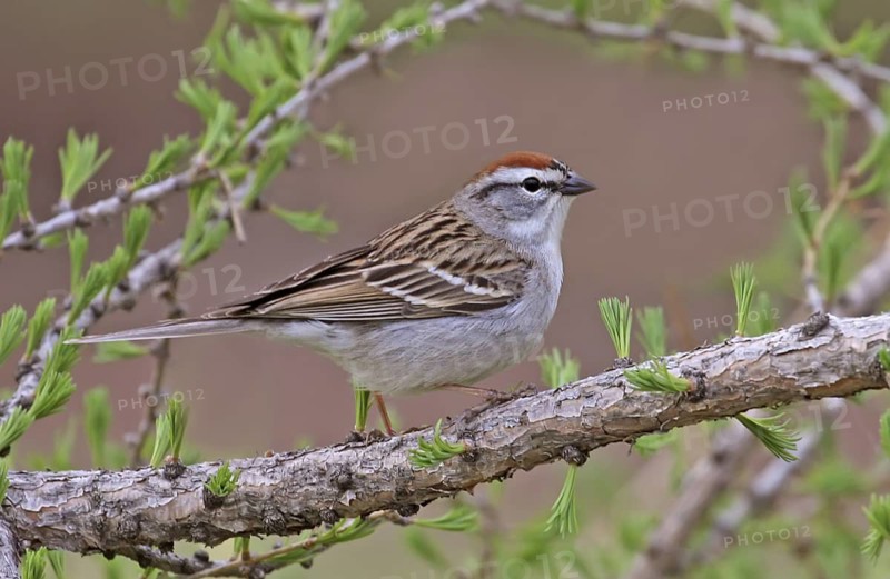 Chipping Sparrow (Spizella passerina), Saskatchewan, Canada