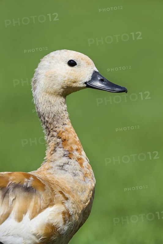Ruddy Shelduck (Tadorna ferruginea) juvenile, Thurgovia, Switzerland