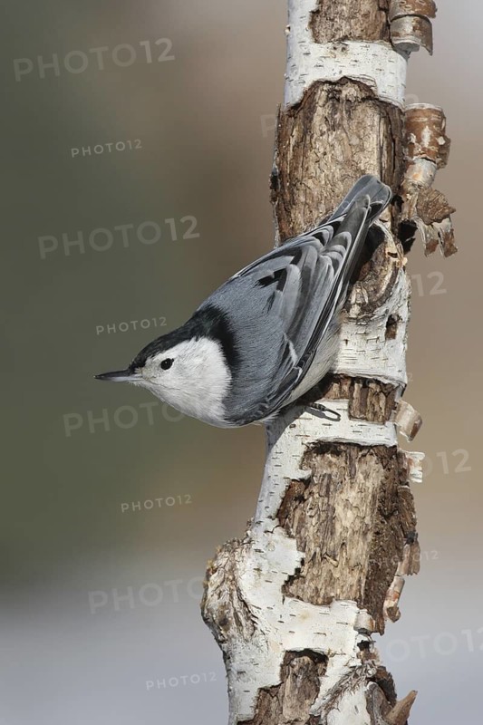 White-breasted Nuthatch (Sitta carolinensis) climbs down a tree, Ohio, USA