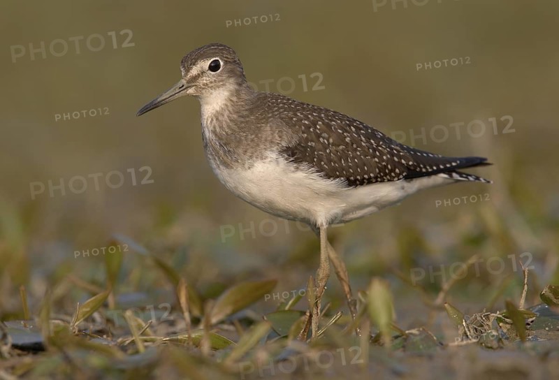 Solitary Sandpiper (Tringa solitaria), Ohio, USA