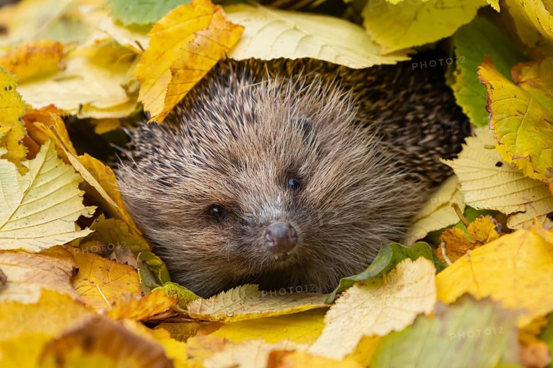 European hedgehog (Erinaceus europaeus) adult animal emerging from a piles of leaves in a garden in autumn, England, United Kingdom