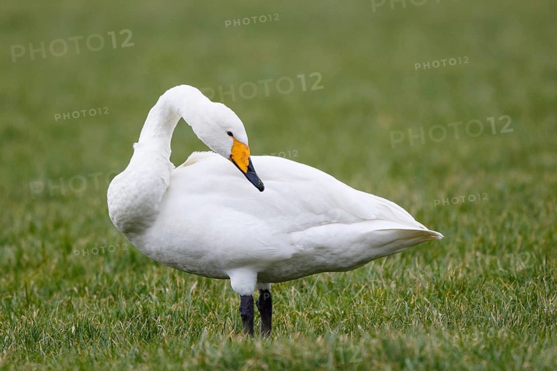 Whooper Swan (Cygnus cygnus), Netherlands
