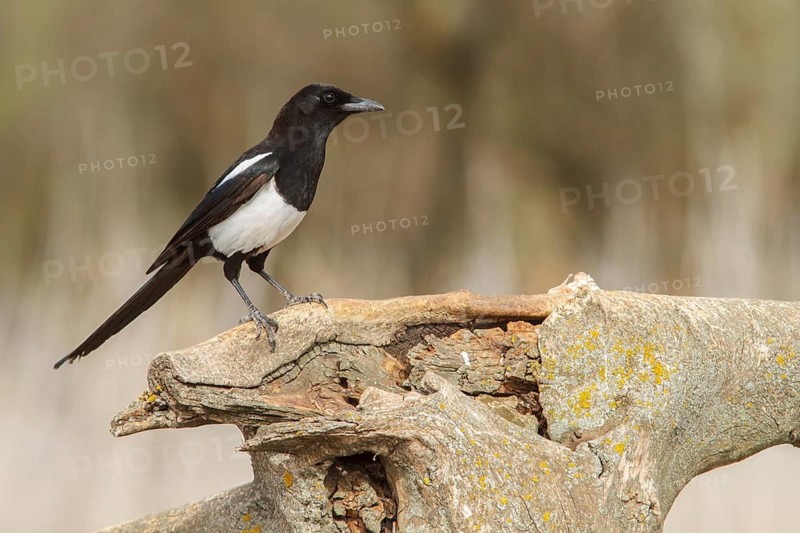 Eurasian magpie (Pica pica), perched on dry trunk, Castile-La Mancha, Spain