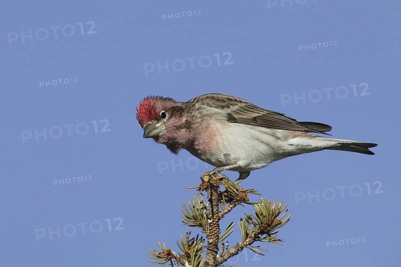 Cassin's Finch (Haemorhous cassinii) male, New Mexico, USA