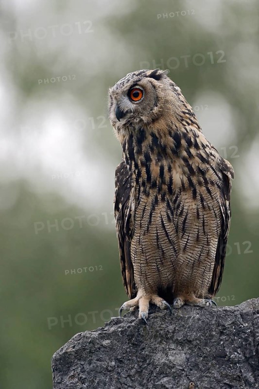 Eurasian Eagle-Owl (Bubo bubo) juvenile calling, perched on a stone, North Rhine-Westphalia, Germany