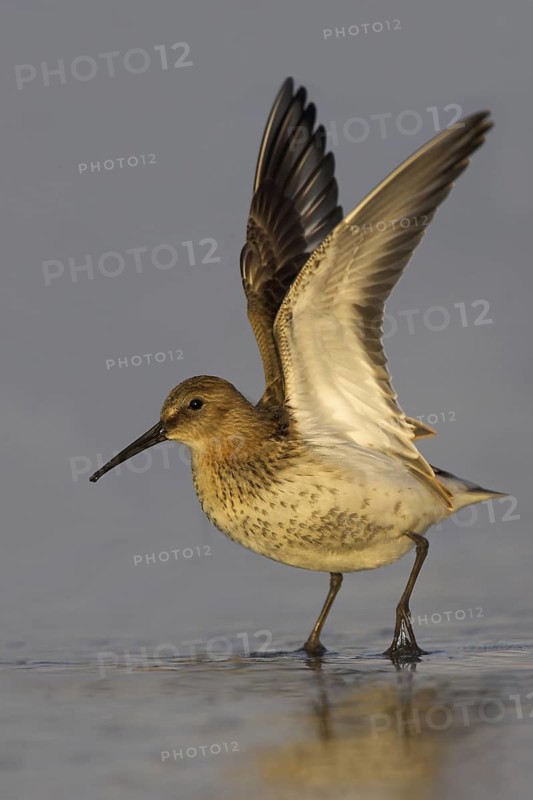 Dunlin (Calidris alpina), Schleswig-Holstein, Germany