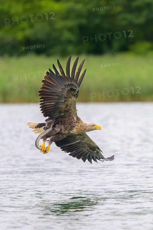 White-tailed eagle (Haliaeetus albicilla), in flight over a landscape of reeds and lakes with prey in its talons, Mecklenburg-Western Pomerania, Germany
