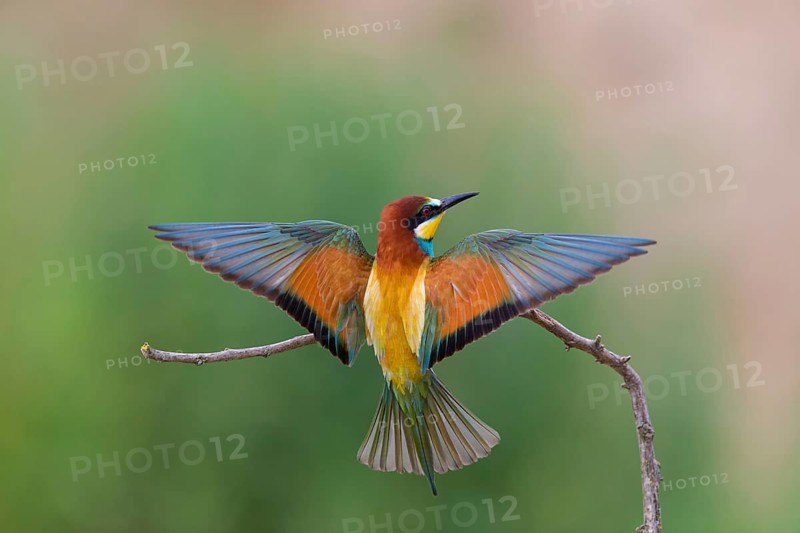 Bienenfresser, European Bee-eater, Bee-Eater, European Bee Eater, Merops apiaster, Guêpier d'Europe, Abejaruco Común