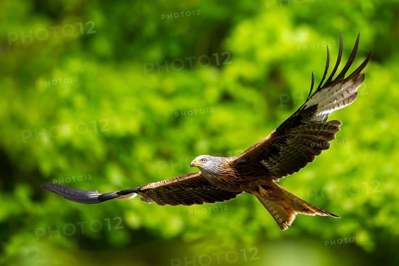 Red kite (Milvus milvus) flying in a forest in early summer, Bavaria, Germany