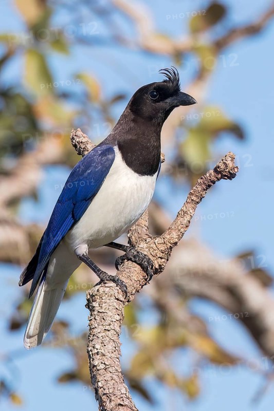 Curl-crested Jay (Cyanocorax cristatellus) perched on a branch in the Pantanal of Brazil