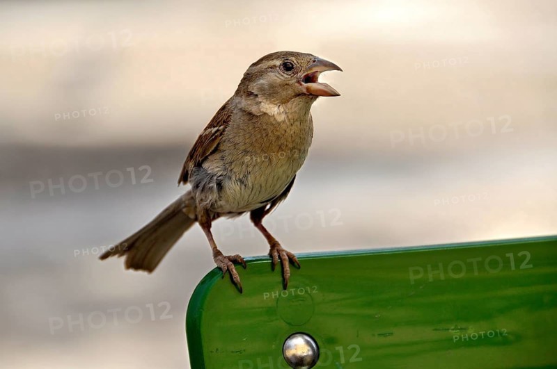 Sparrow, house sparrow (Passer domesticus), sitting on the back of a street cafe chair and cheekily begging for food, Rome, Lazio, Italy