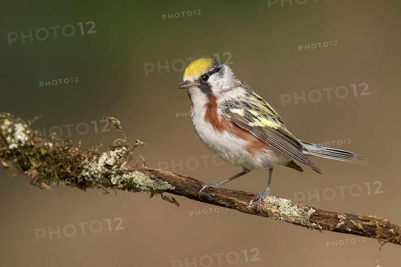 Chestnut-sided Warbler (Setophaga pensylvanica) male perched on a branch, Texas, USA
