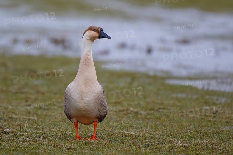 Swan Goose (Anser cygnoides), Netherlands