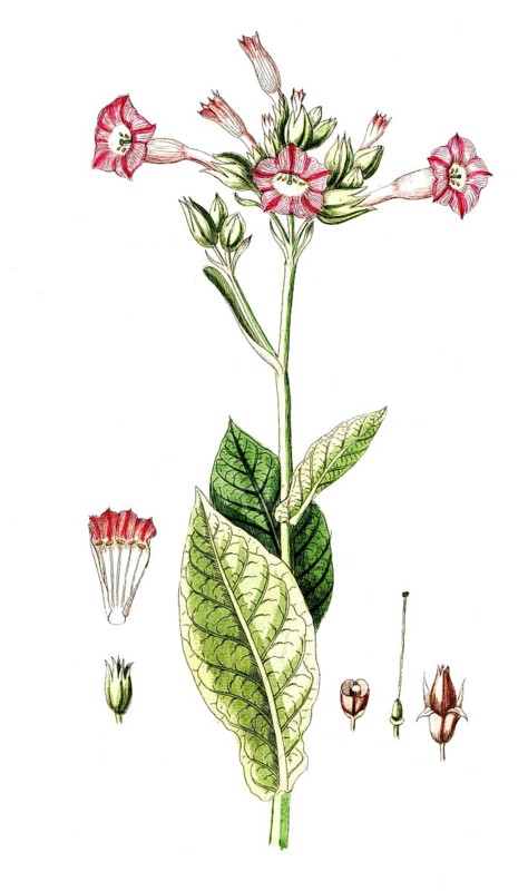 Nicotiana tabacum, cultivated tobacco, digital reproduction of a historical original, between 1790 and 1810