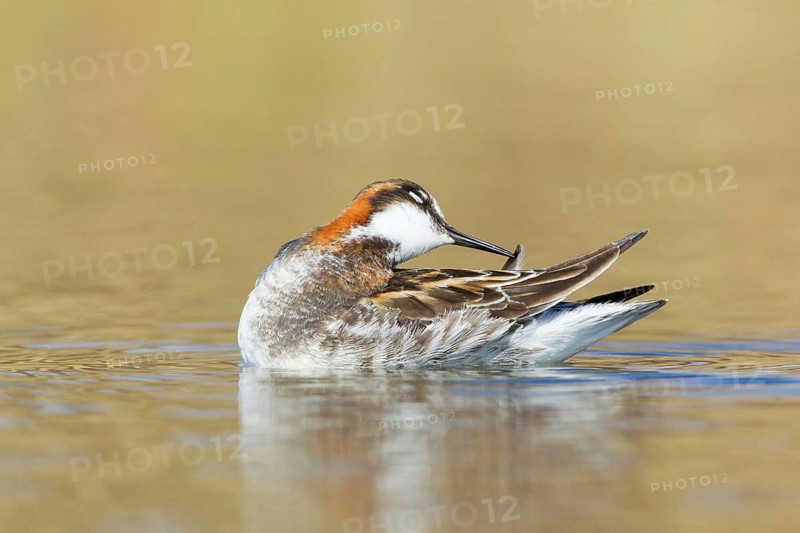 Red-necked Phalarope (Phalaropus lobatus) female, Myvatn, Iceland