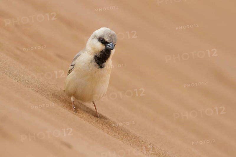 Desert Sparrow (Passer simplex) male, Morocco