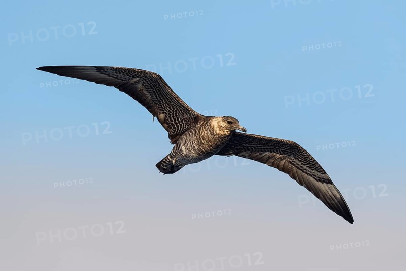 Pomarine Skua (Stercorarius pomarinus) juvenile flying, Eilat, Israel