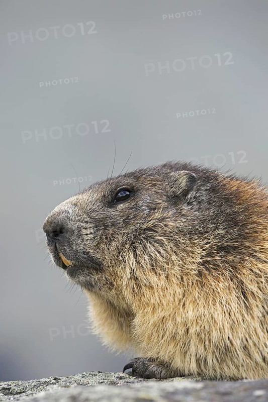 Alpine marmot (Marmota marmota) close-up portrait in summer, Hohe Tauern National Park, Carinthia, Austria