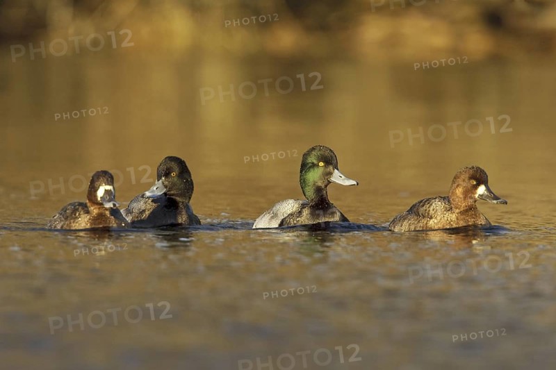 Lesser Scaup (Aythya affinis), British Columbia, Canada
