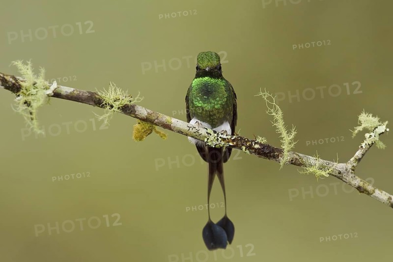 Booted Racket-tail (Ocreatus underwoodii), Ecuador