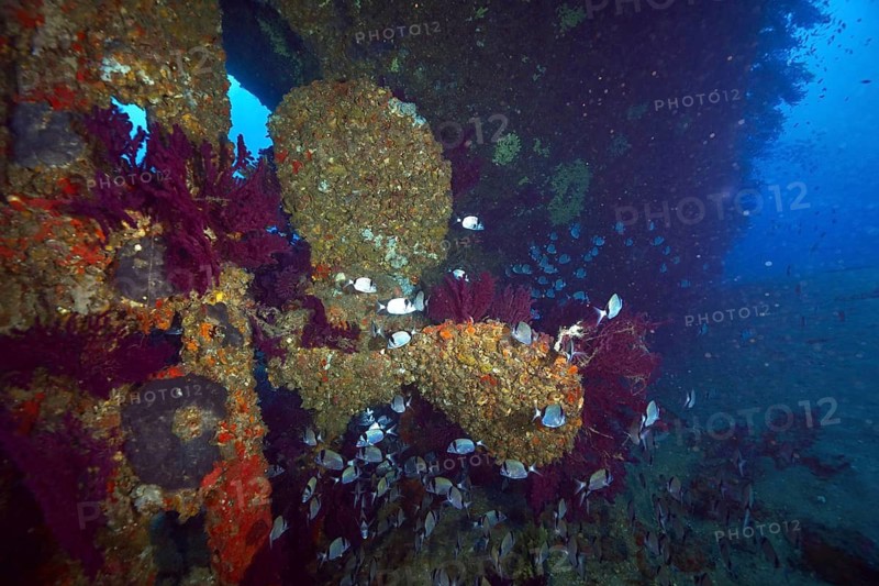 Underwater image of the propeller of an overgrown shipwreck, surrounded by fish, two-banded bream (Diplodus vulgaris), in blue depth, dive site wreck Le Grecq, Giens peninsula, Mediterranean Sea, Porquerolles, Provence, Côte d'Azur, France